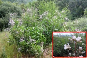 The Plant our Forefathers Used for Respiratory Upsets - Chances are you’ve seen this plant too. It grows in most forest glades.  You’ll discover how to use it to tackle not only common colds but lung problems as well.