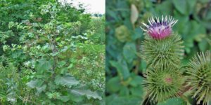 How to Turn This Annoying Plant into a Vein Cleanser - What people don’t know is that this plant is also a strong diuretic effect that you can eat if you have poor blood circulation. If you’ve ever felt a tingling and numbness sensation in a limb in certain positions, you my try this plant people used for centuries as a blood vessel cleanser.