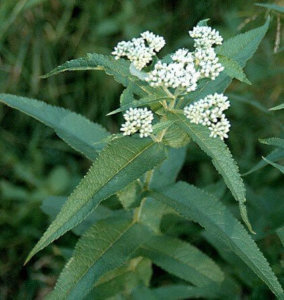 The Plant Our Forefathers Used When They Had Fever - Another plant you’ll find in The Lost Book of herbal Remedies is Boneset, which our forefathers used to reduce fever.  In fact, the name “boneset” was derived from the plant's use in the treatment of breakbone fever.