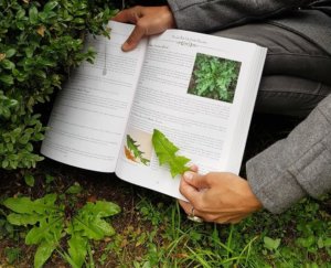 The second index of the book makes it easy to search by your specific problems, ailments or needs. These are just some of the reasons why this book is a near perfect guide for both beginners, seasoned herbalists or even people with no plant experience at all.