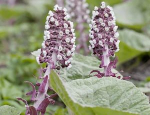 The Plant Our Grandparent's Used When They Had an Allergic Discomfort - Usually in Spring, when our grandparests would get a runny nose, itchy eyes or dificulty breathing they used a plant called Butterbur. This plant is so special because it contains natural antihistamines.