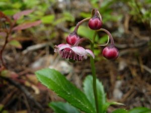 The “Stone Breaker Plant” - On page 200 you’ll also discover a plant called Pipsissewa, which in Cree means “to break into small pieces”.  That’s because of its ability to break up and dissolve kidney stones.  The plant also contains a substance called hydroquinone, which disinfects the urinary system and diminishes inflammation of the bladder.