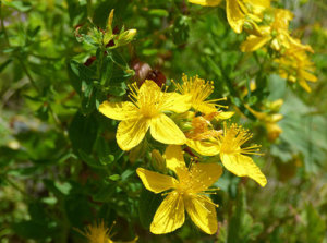 Another plant you’ll find in The Lost Book of Remedies is St. John’s Wort. It got that name from its uncanny ability to bloom exactly on June 24, the birthday of St. John the Baptist.     The oil of St John’s Wort was used for centuries to help people with hemorrhoids.  In the book you'll find a lot more remedies that you can make out of it.