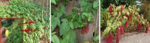 The Lost Knowledge Of Forest Plants - If you ever have to go out foraging, will you know which one of these plants is edible, which one people used for high blood pressure and tension, and which one is poisonous?  The Native Americans knew all too well and probably our grandparents too. But very few people nowadays could give the correct answer. As a survivalist I can tell you that this kind of skills will set you apart from your group during dark times.