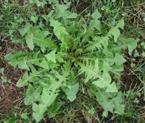 The Plant You Should Add To Your Salads for Erratic Blood Sugar - Chances are you've come across this plant growing in sidewalk cracks, but probably not in a salad. It may look like Arugula, but it's not. In fact it's much more nutritious and it also contains an essential trace mineral called Chomium that helps the pancreas.  Chromium is extremely rare nowadays because of the food processing methods that remove most of the naturally occurring chromium from foods. Maybe this is one of the reasons why so many afflictions are so common today, but 100 years ago they rarely affected our forefathers.